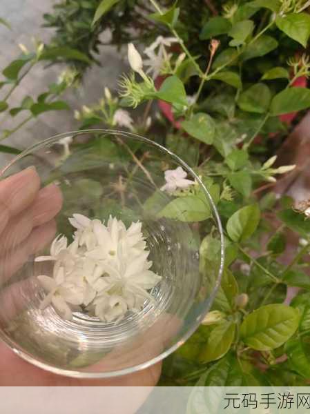 茉莉花看片影视大全：1. 茉莉花开，爱与梦的旅程