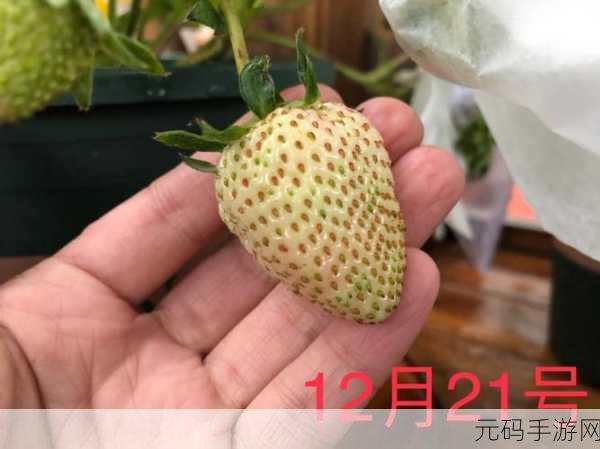 蜜丝婷大草莓和小草莓效果差异大：蜜丝婷大草莓与小草莓护肤效果全面对比分析