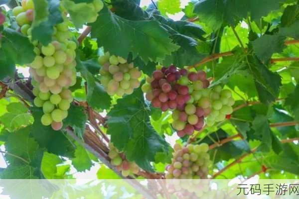 香蕉樱桃水蜜桃猕猴桃菠萝:1. 热带水果盛宴:香蕉、樱桃与水蜜桃的完美结合