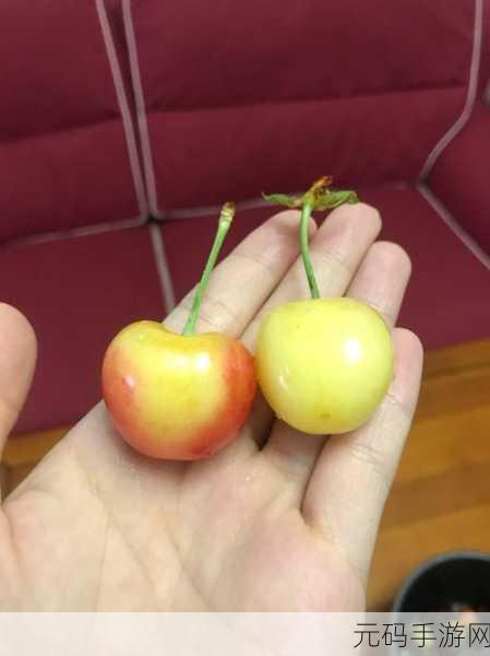 黄蜜大樱桃跟红蜜的区别：黄蜜大樱桃与红蜜的风味及营养差异探讨