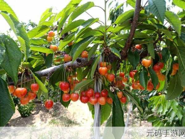 黄蜜大樱桃跟红蜜的区别：黄蜜大樱桃与红蜜的风味及营养差异探讨