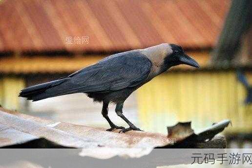 星空乌鸦天美大象果冻：1. 星空下的乌鸦与天使：一场梦幻之旅