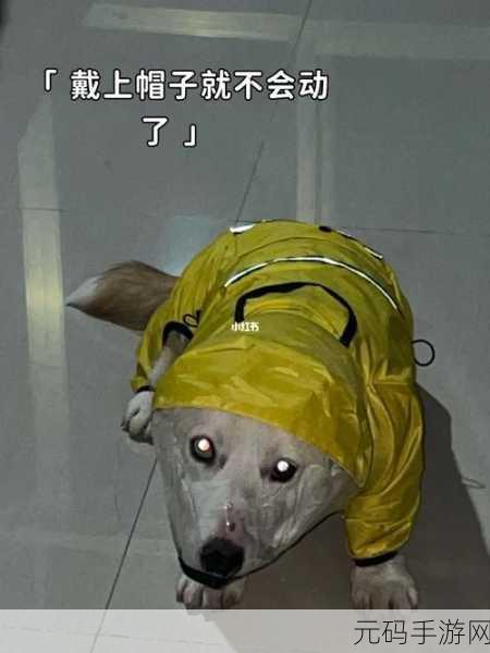 我的狗老公拉婆婆一起:当然可以!以下是一些与“狗老公拉婆婆一起”相关的新标题,字数均不少于10个字: