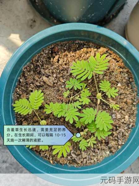 含羞草实验室隐藏入口：1. 探秘含羞草实验室：发现隐藏入口的奥秘