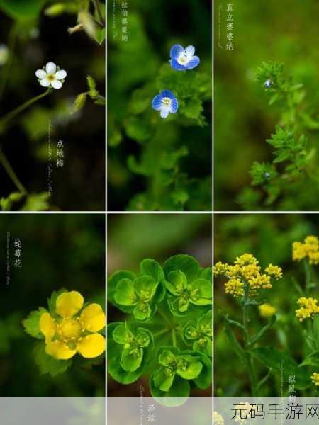 野花社区WWW在线高清观看：1. 探索自然之美：野花社区的高清奇观