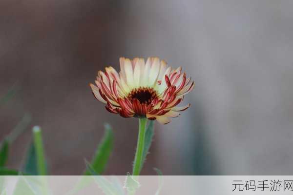 野花社区WWW在线高清观看：1. 探索自然之美：野花社区的高清奇观