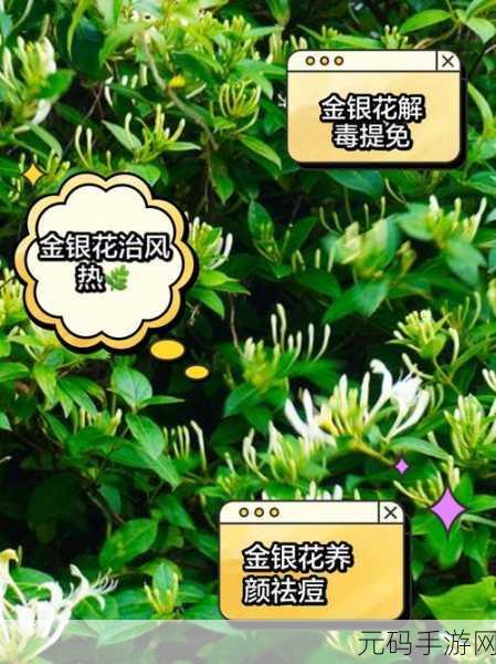深度开发pop金银花：1. 深度探讨金银花的多重功效与应用