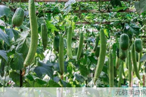 秋葵视频草莓视频丝瓜视频榴莲视频网站秋：1. 秋季视频盛宴：草莓与丝瓜的独特搭配