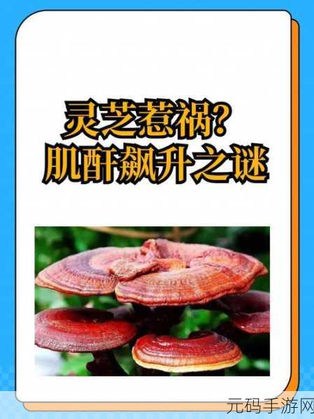 烟雨江湖灵芝秘宝，探寻灵芝的获取与利用之道