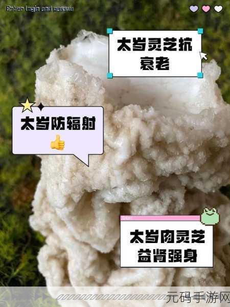 烟雨江湖灵芝秘宝，探寻灵芝的获取与利用之道