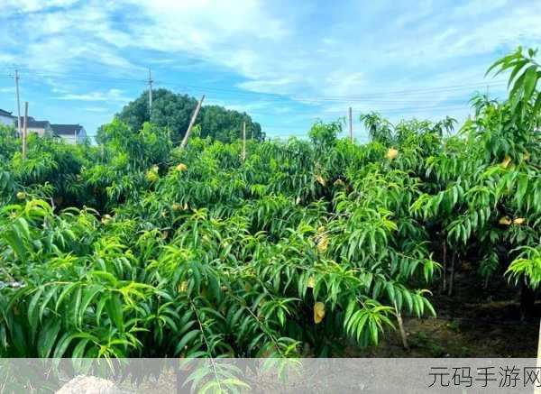 美丽的水蜜桃春潮超清画质提供播放：1. 春日里水蜜桃的迷人风景与超清画质