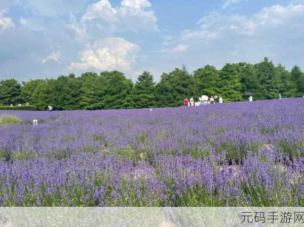 薰衣草研究所入口隐藏2024：1. 薰衣草研究所：开启2024年的香气之旅