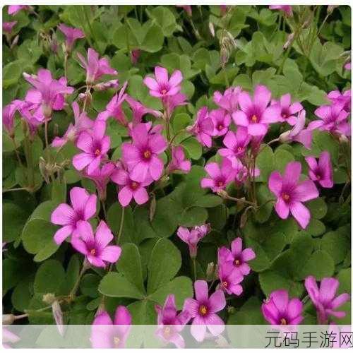 成品网站W灬-源码1688三叶草:1. 精选W灬源码1688三叶草,提升你的网站品质