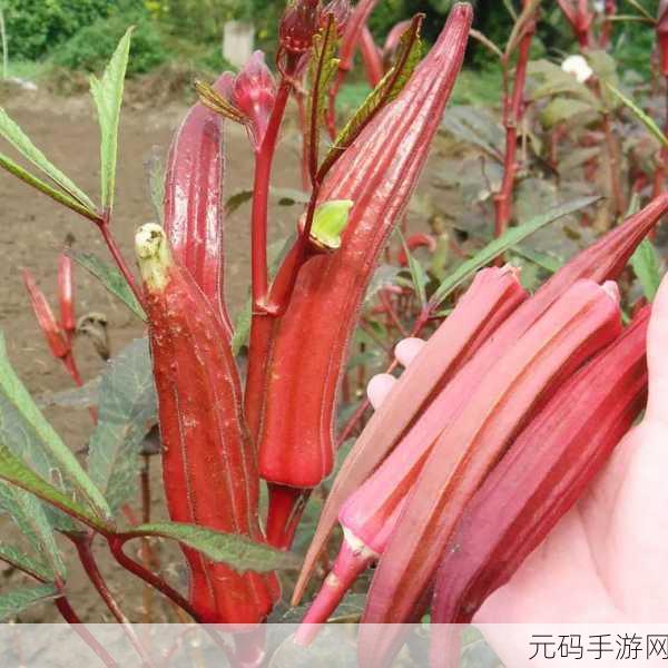 草莓丝瓜芭乐绿巨人樱桃秋葵粉色2023:1. 探索草莓与秋葵的奇妙结合