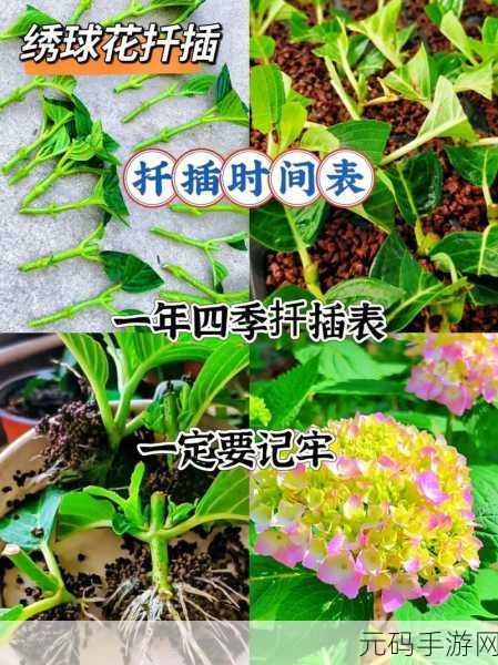 欧式72种扦插法的注意事项:1. 如何有效运用72种欧式扦插法提高植物成活率