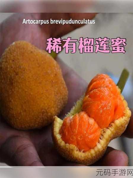 榴莲香蕉苹果哈密瓜水蜜桃：1. 探索热带水果的美味与营养