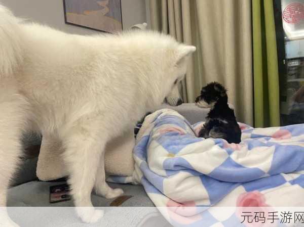 三个人黑白配怎么玩:1. 《三人黑白配:智力与默契的较量