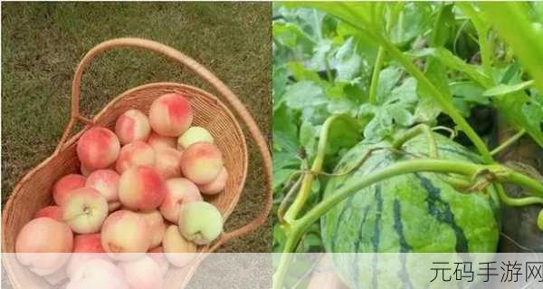 草莓香蕉丝瓜秋葵榴莲大全：1. 新鲜水果与蔬菜的完美搭配探索