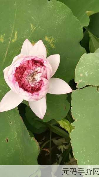 千层莲花裹茎术:1. 探索千层莲花裹茎术的神秘与魅力