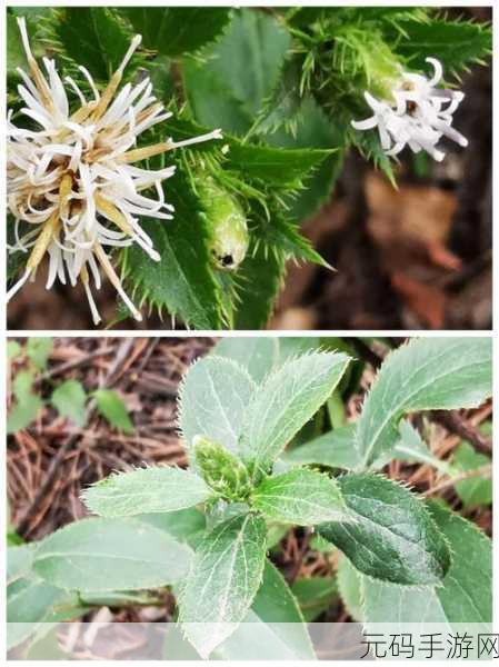 千层莲花裹茎术:1. 探索千层莲花裹茎术的神秘与魅力