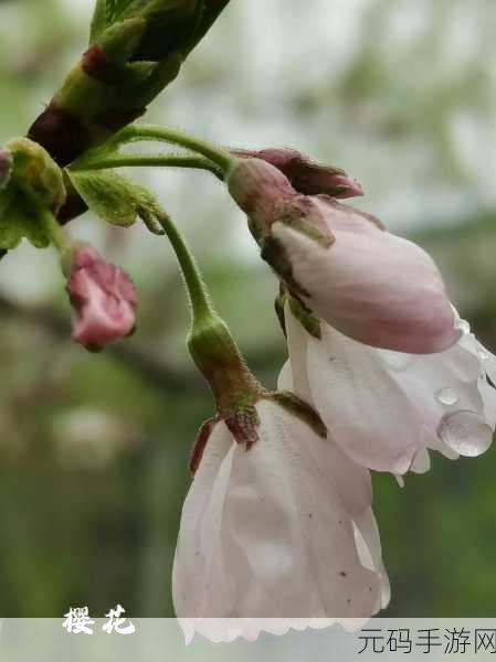 日产樱花一线二线三线：1. 日产樱花：一线二线三线的魅力与传承