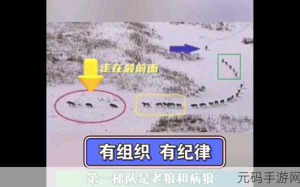狼群社区www观看日本免费观看安卓版：1. 狼群社区：探索日本影片的无限魅力