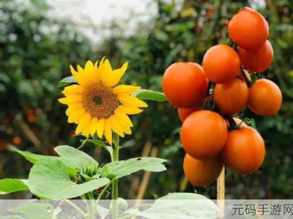 秋葵视频草莓视频丝瓜视频榴莲视频网站秋:1. 秋季收获:探索新鲜秋葵与美味水果