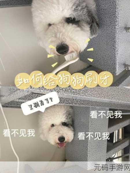 日本MINDUP狗与普通版对比：1. 日本MINDUP狗与普通版的功能深度对比分析