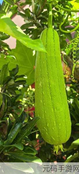 草莓秋葵丝瓜茄子榴莲污下载:1. 秋季蔬果盛宴:草莓、秋葵与丝瓜的美味搭配