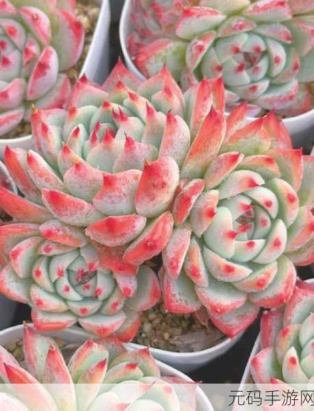 粉色水蜜桃和日本樱花区别:1. 粉色水蜜桃与日本樱花的独特魅力对比