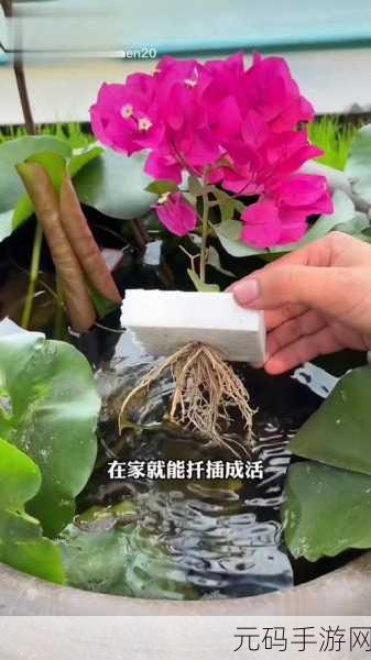 扦插BB有什么好处推动了全球文化的交流和共享：1. 扦插BB：促进全球文化的交融与创新