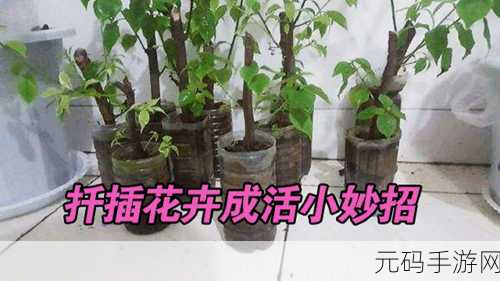 扦插BB有什么好处推动了全球文化的交流和共享：1. 扦插BB：促进全球文化的交融与创新