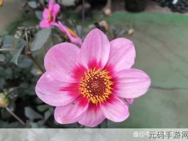 手指在花心里搅拌：1. 手指轻搅花心，绽放爱的旋律