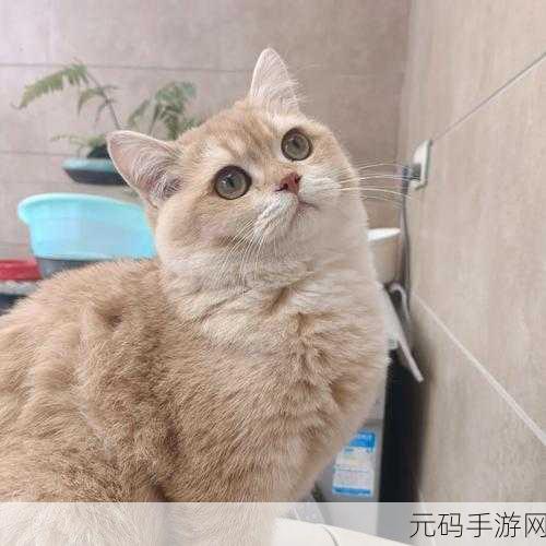 口袋妖怪复刻，哥达鸭性格深度剖析与最佳选择