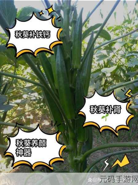 芭乐app秋葵茄汁芒果在线观看ios：1. 秋葵与茄汁的奇妙碰撞，芒果带你探索新口味