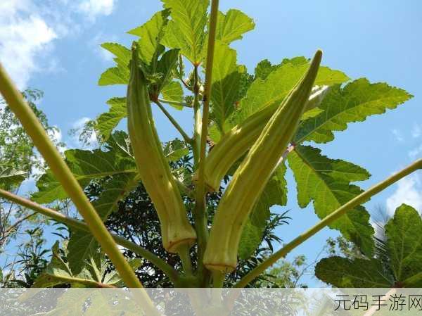 绿巨人秋葵芭乐榴莲丝瓜：1. ＂绿色奇迹：秋葵、芭乐和榴莲的美味探险