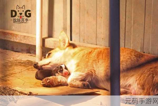 探秘ZOOMSERVO兽狗牧场:1. 探访ZOOMSERVO兽狗牧场:人与自然的和谐共生