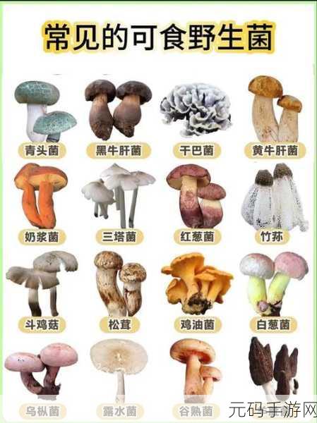 老牛嫩草一二三产品区别蘑菇视频:1. 老牛嫩草:揭秘蘑菇视频背后的故事