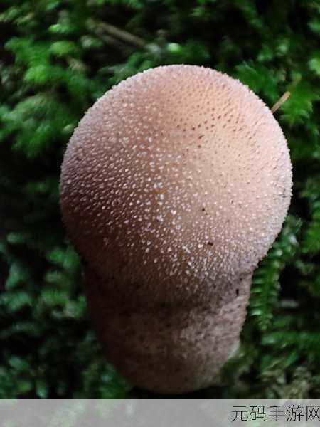 老牛嫩草一二三产品区别蘑菇视频:1. 老牛嫩草:揭秘蘑菇视频背后的故事