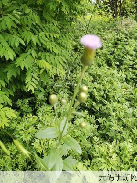野花社区WWW三无限播放:1. 《无限自由:探索野花社区的边界