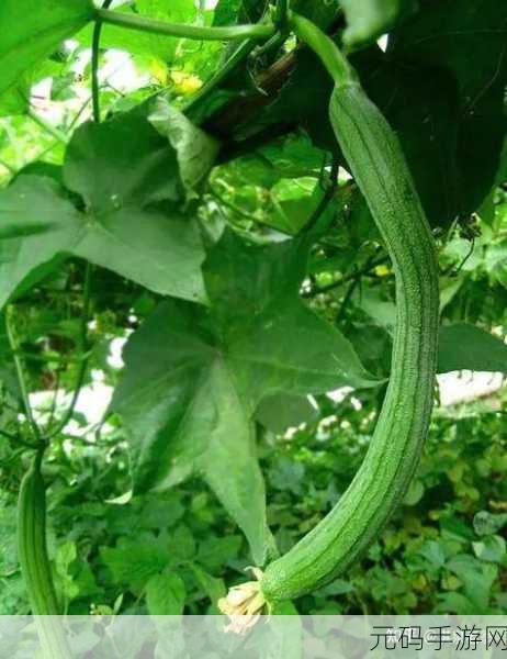 香蕉丝瓜草莓樱桃草莓榴莲知乎：1. 香蕉与丝瓜的奇妙搭配，探索健康美味之路