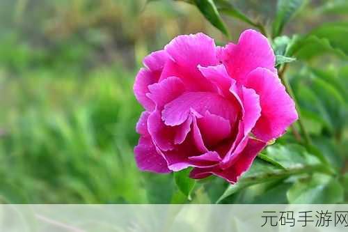 香软玉滑-林芍药-:1. 香软玉滑:探寻林芍药的魅力与秘密