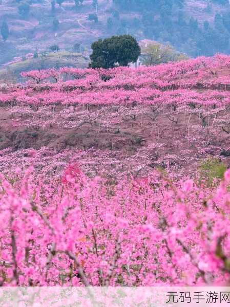 国色天香桃花朵朵开:1. 桃花盛开,春风送暖的浪漫旅程