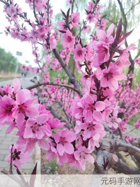 国色天香桃花朵朵开:1. 桃花盛开,春风送暖的浪漫旅程