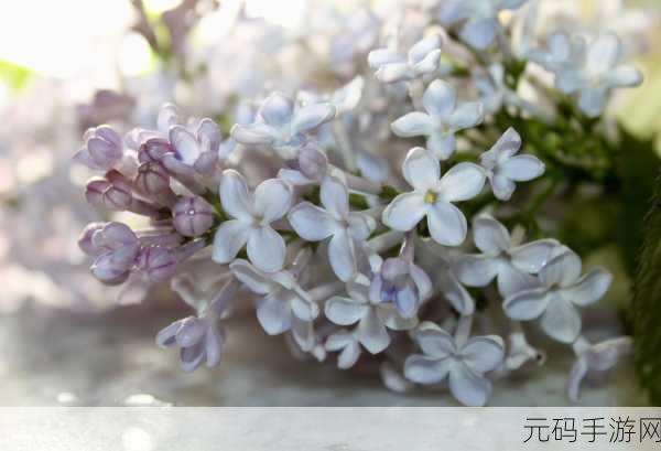 丁香花在线电影电视剧：好的，这里有一些基于“丁香花”主题的影视作品标题建议：