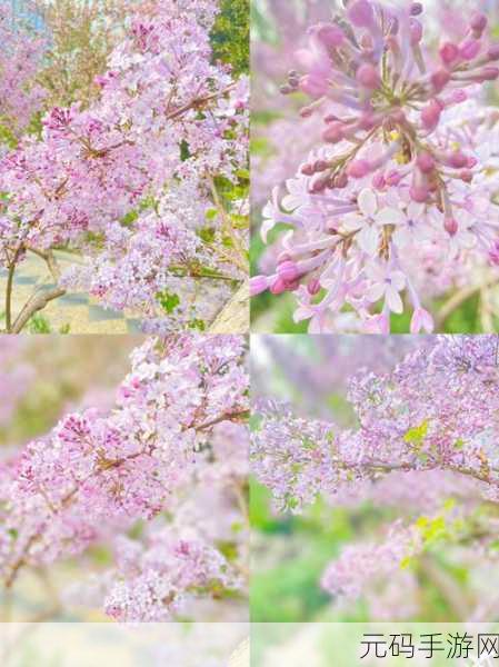 丁香花在线电影电视剧：好的，这里有一些基于“丁香花”主题的影视作品标题建议：