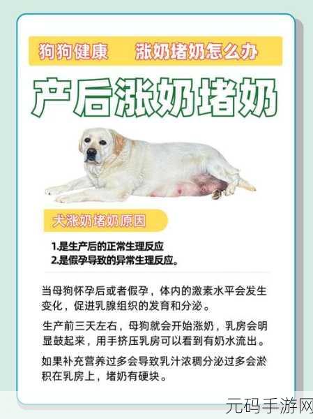 狗狗的东西又硬又烫怎么办:1. 如何应对狗狗身体发热和硬块问题