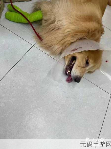 狗狗的东西又硬又烫怎么办:1. 如何应对狗狗身体发热和硬块问题