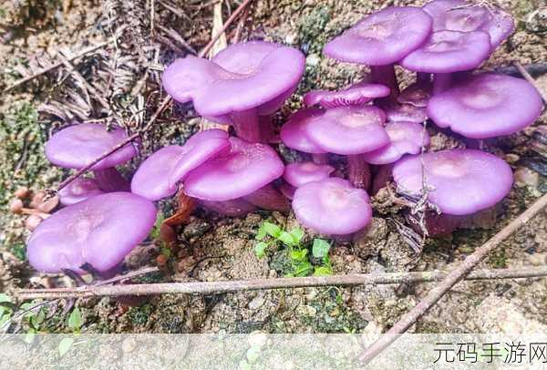 紫色的蘑菇根很粗大能吃吗迟迟不收入:1. 紫色蘑菇根部粗大,是否安全可食用?
