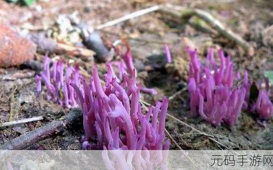 紫色的蘑菇根很粗大能吃吗迟迟不收入:1. 紫色蘑菇根部粗大,是否安全可食用?